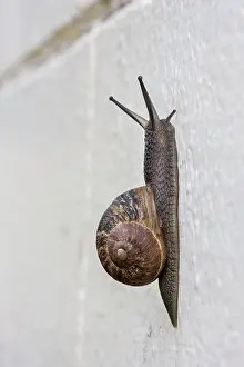 Gastropods: Snail