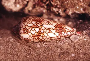 Shells: Snail - Cone SHELL