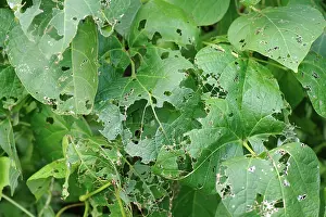 Helix: Snail damage to leaves