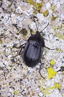 Ailsa Hopkin: Snail-eating beetle