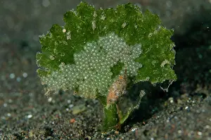Chromodoris: Snail eating eggs - Bulakan Slope dive site, Seraya