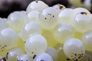Gastropods: Snail Eggs