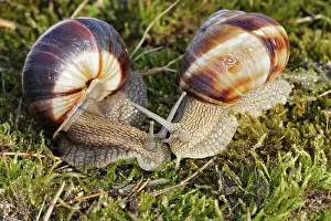 Turc: Snail - 'Escargot Turc' (Turkish snail)