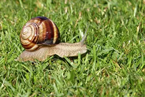 Turc: Snail - 'Escargot Turc' (Turkish snail) - edible