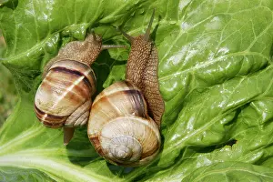 Turc: Snail - 'Escargot Turc' (Turkish snail) feeding