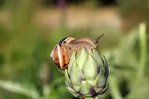 Artichoke: Snail - 'Escargot Turc' (Turkish snail) - on globe artichoke