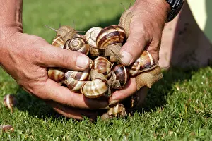 Picked: Snail - 'Escargot Turc' (Turkish snail) - mass