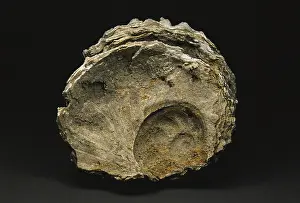 Porifera: Snail Fossil on a Sponge