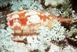 Molluscs: Snail - Geographis venomous Cone SHELL