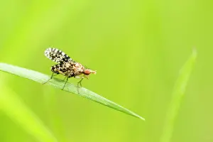 2000: Snail-killing Fly