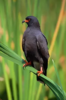 Snail KITE