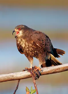 Sociabilis: Snail Kite