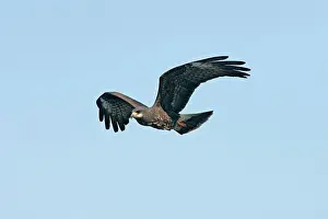 Sociabilis: Snail Kite