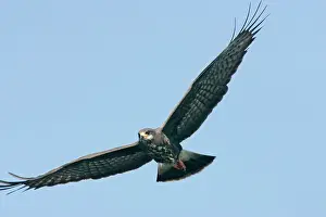 Sociabilis: Snail Kite