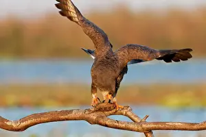 Sociabilis: Snail Kite