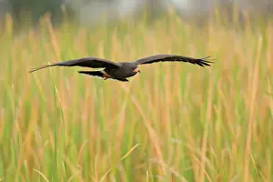 Sociabilis: Snail Kite