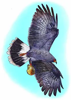 Sociabilis: Snail kite