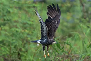 Hawk: Snail Kite