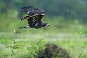 Hawk: Snail Kite