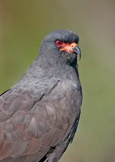 Sociabilis: Snail Kite - Adult male