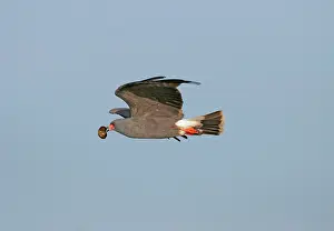 Sociabilis: Snail Kite - adult male