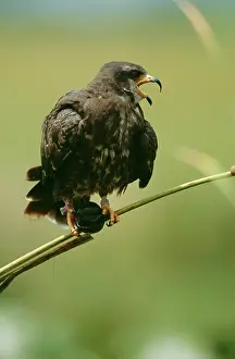 Sociabilis: Snail KITE - with apple snail