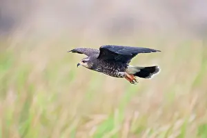Sociabilis: Snail Kite - in flight