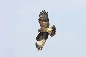Sociabilis: Snail Kite - In flight hunting