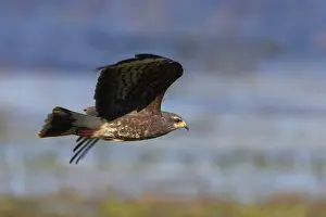 Sociabilis: Snail Kite - In flight hunting