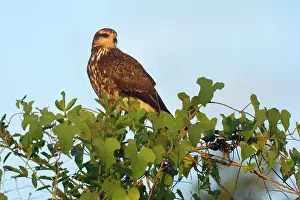 Sociabilis: Snail Kite - immature on a bush
