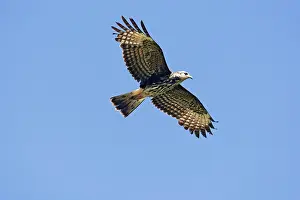 Sociabilis: Snail Kite - immature in flight - March