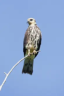 Sociabilis: Snail Kite - immature - March
