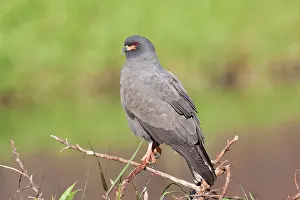 Sociabilis: Snail Kite - male