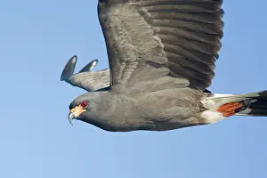 Sociabilis: Snail Kite - male in flight