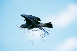 Sociabilis: Snail KITE - male in flight with branch for nest