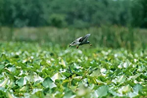 Sociabilis: Snail KITE - male, flying, with apple snail
