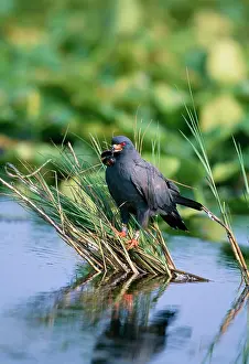 Sociabilis: Snail Kite - male, with snail