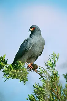 Snail KITE - male, with snail