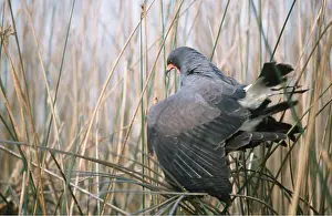 Pampa: SNAIL KITE - Mating