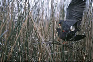 Balancing: SNAIL KITE - mating in reeds