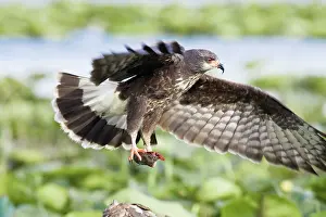 Sociabilis: Snail Kite - with turtle