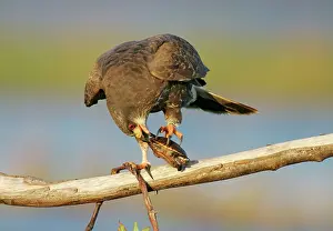 Sociabilis: Snail Kite - unusual behavior feeding on turtles