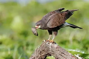 Sociabilis: Snail Kite - unusual behavior feeding on turtles