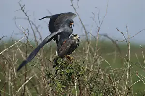 Sociabilis: Snail Kites Mating