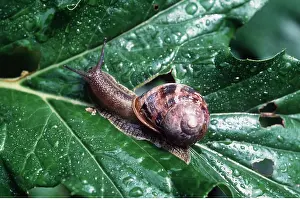 Molluscs: SNAIL ON LEAF