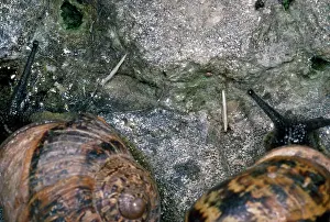 Helix: Snail Love Darts - left behind after mating