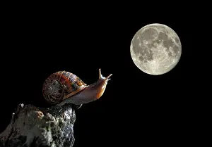 Helix: Snail - at night looking at the moon
