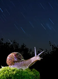 Helix: Snail - at night with stars