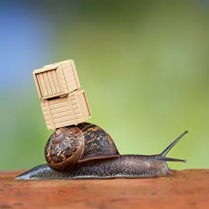 Packing: Snail - with packing cases (moving house)
