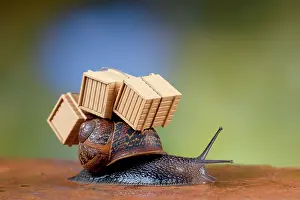 Packing: Snail - with packing cases (moving house)